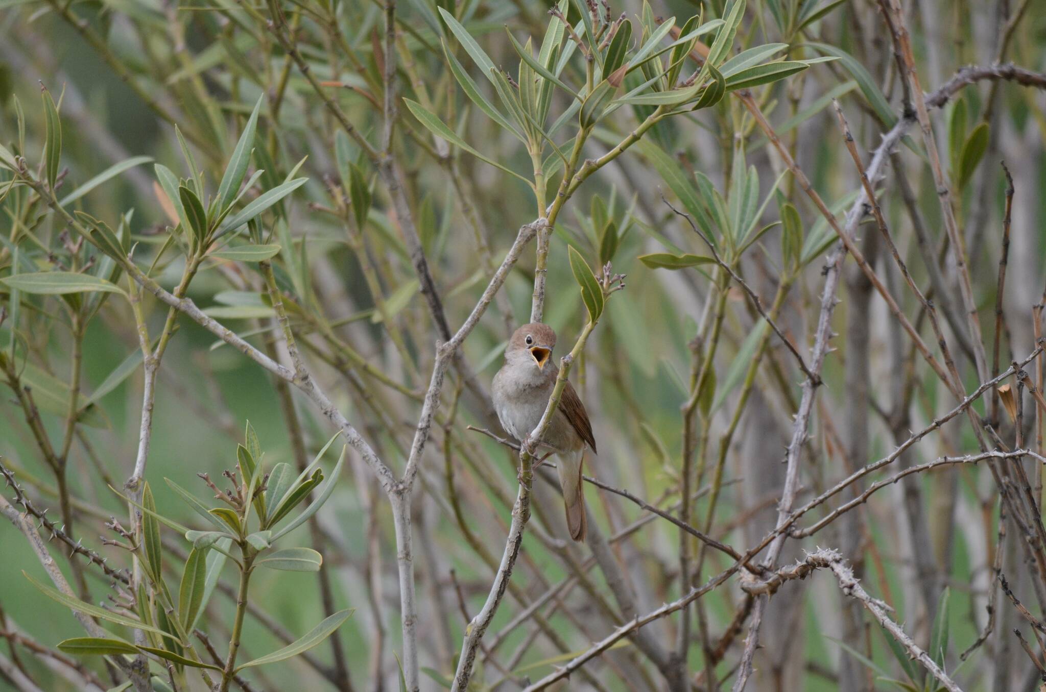 Common Nightingale