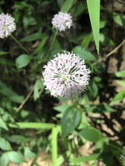 Marshallia trinervia