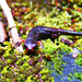 Bolitoglossa subpalmata - Photo (c) sarasalamander, algunos derechos reservados (CC BY-NC-ND), uploaded by Sara Viernum