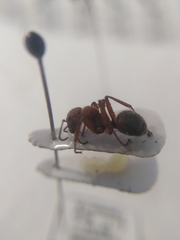 Formica truncorum