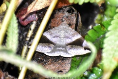 Bastilla amygdalis