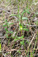 Helichrysum leucopsideum