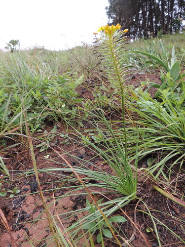 Bulbine abyssinica image