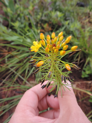 Bulbine abyssinica image