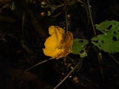 Nymphoides aurantiaca