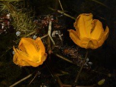 Nymphoides aurantiaca