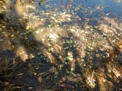 Nymphoides aurantiaca