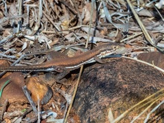 Pedioplanis lineoocellata