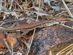 Pedioplanis lineoocellata
