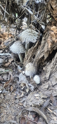 scaly ink cap