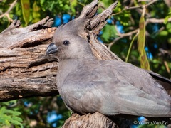 Corythaixoides concolor bechuanae