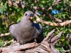 Corythaixoides concolor bechuanae