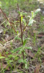 Helichrysum leucopsideum