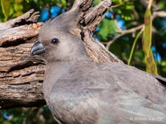 Corythaixoides concolor bechuanae