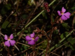 Stylidium turbinatum