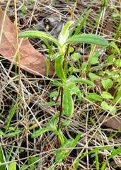 Helichrysum leucopsideum