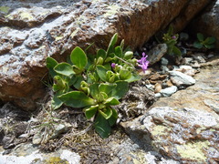 Primulaceae