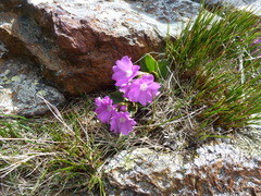 Primulaceae