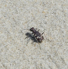 Cicindela maritima