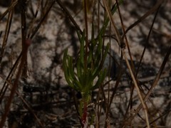 Stylidium turbinatum
