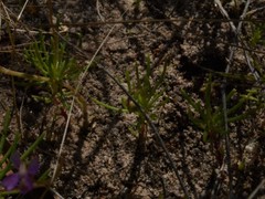 Stylidium turbinatum
