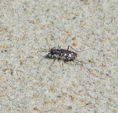 Cicindela maritima