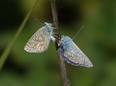 Polyommatus icarus