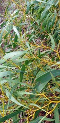 Acacia pycnantha