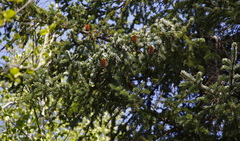 Picea jezoensis jezoensis