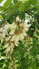 Robinia pseudoacacia