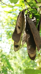 Robinia pseudoacacia