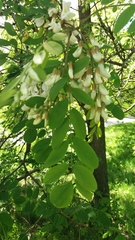 Robinia pseudoacacia