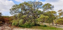 Acacia pycnantha