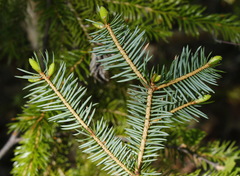 Picea jezoensis jezoensis