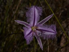 Thysanotus banksii