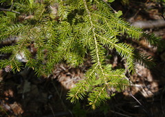 Picea jezoensis jezoensis
