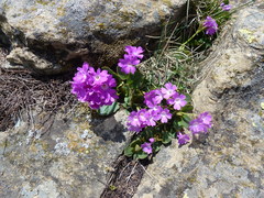 Primulaceae