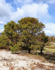Acacia pycnantha