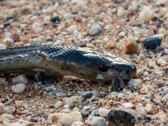 Dendroaspis polylepis