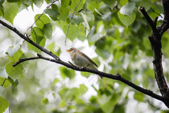 Phylloscopus trochilus
