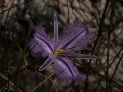 Thysanotus banksii