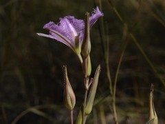 Thysanotus banksii