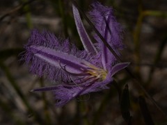 Thysanotus banksii