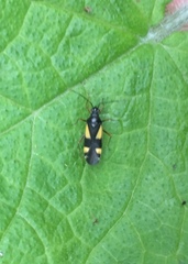 Dryophilocoris flavoquadrimaculatus