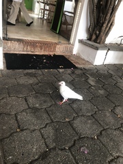 Columba livia domestica
