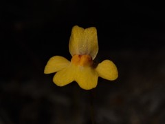Utricularia chrysantha