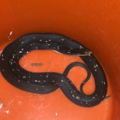 Coluber constrictor anthicus