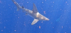 Sandbar Shark photo 4