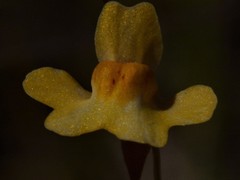 Utricularia chrysantha