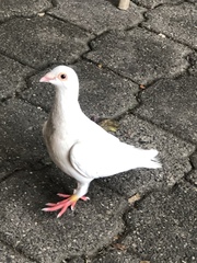 Columba livia domestica